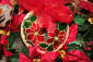 medaglione-stelle-natale