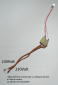 Componenti saldati per led 230 volt